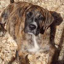 Thumbnail photo of Mocha #4