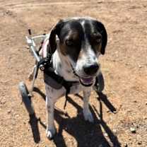 Thumbnail photo of Dale #4