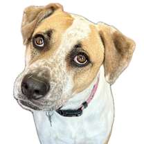Thumbnail photo of Daisy #3