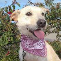 Thumbnail photo of Frida #3