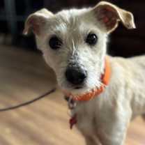 Thumbnail photo of Frida #1