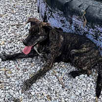 Thumbnail photo of Zena #3