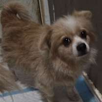 Thumbnail photo of Sadie #2