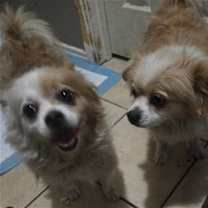 Thumbnail photo of Sadie #4