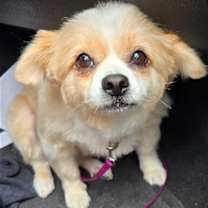 Thumbnail photo of Sadie #1
