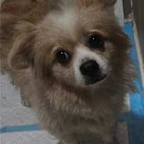 Thumbnail photo of Sadie #3
