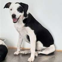 Thumbnail photo of Ada #4