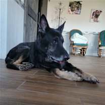 Thumbnail photo of Big Buddy #1