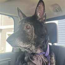 Thumbnail photo of Big Buddy #3