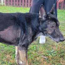 Thumbnail photo of Big Buddy #4