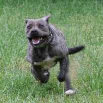 Thumbnail photo of Starsky #4