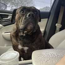 Thumbnail photo of Luna #2