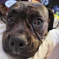 Thumbnail photo of Luna #3