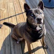 Thumbnail photo of Roxy #3