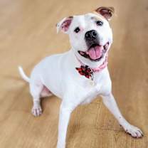 Thumbnail photo of Olive Mini Pittie #1