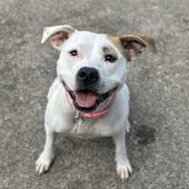 Thumbnail photo of Olive Mini Pittie #2