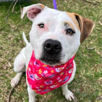 Thumbnail photo of Olive Mini Pittie #3