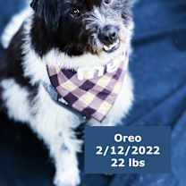 Thumbnail photo of Oreo #3