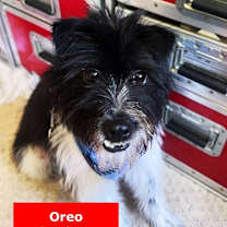 Thumbnail photo of Oreo #4