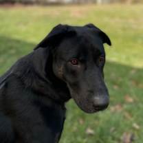 Thumbnail photo of Molly #1