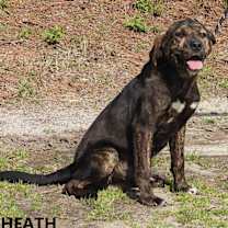 Thumbnail photo of Heath #1