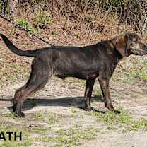 Thumbnail photo of Heath #2
