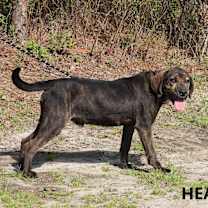 Thumbnail photo of Heath #3