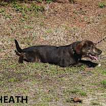 Thumbnail photo of Heath #4