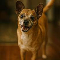 adopt-pet