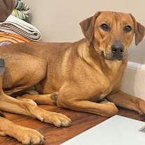 Thumbnail photo of Lichee #1