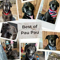 Thumbnail photo of PauPau #4