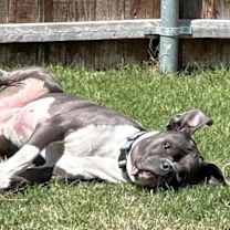 Thumbnail photo of Niko #3