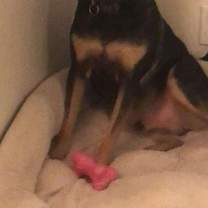 Thumbnail photo of Bingo #1