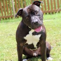 Thumbnail photo of Josh #4