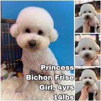 Thumbnail photo of Princess from Korea #1