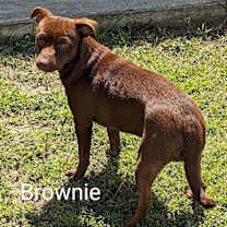Thumbnail photo of Brownie #1