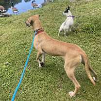Thumbnail photo of Hopper #3