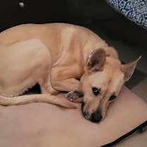 Thumbnail photo of Milli*$100 fee ALL DOGS #2