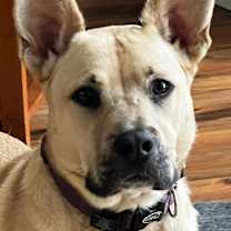 Thumbnail photo of Milli*$100 fee ALL DOGS #3