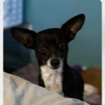 adopt-pet
