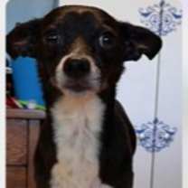 Thumbnail photo of Tripp #2