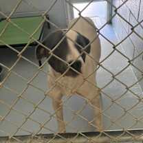 Thumbnail photo of Baxter #4