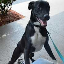 Thumbnail photo of Pacey #1