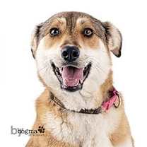 Thumbnail photo of Biscuit #2