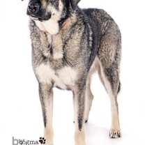 Thumbnail photo of Denali #1