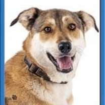 Thumbnail photo of Biscuit #1