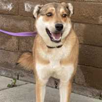 Thumbnail photo of Biscuit #4