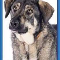 Thumbnail photo of Denali #1