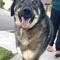 Thumbnail photo of Denali #3