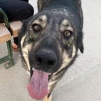 Thumbnail photo of Denali #4